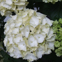 Hortensie Hydrangea macrophylla 'White' weiβ