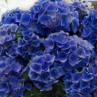 Bauernhortensie Hydrangea 'Blue Boogie Woogie'® Blau - Winterhart