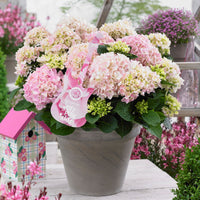 Hortensie Hydrangea 'Soft Pink Salsa' rosa - Winterhart