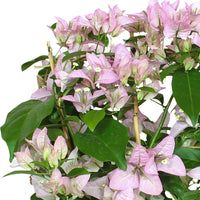 Bougainvillea spectabilis 'Rijnstar Lilac' lila inkl. Gerüst