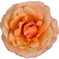 Großblütige Zimmerrose Zimmerrose Rosa grandiflora Gelb