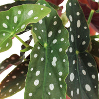 1x Forellenbegonie Begonia + 1x Pfannkuchenpflanze Pilea inkl. 2X Ziertopf
