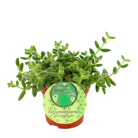 Augurkenpflanze Delosperma echinatum