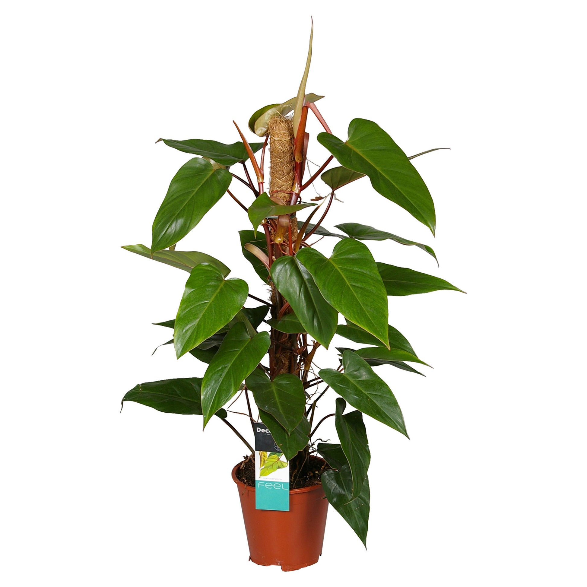 Kaufen Sie jetzt Zimmerpflanze Philodendron 'Red Emerald' | Bakker.com Kaufen Sie jetzt Zimmerpflanze Philodendron 'Red Emerald' | Bakker.com