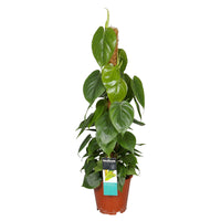 Philodendron scandens inkl. Moosstock