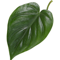 Philodendron scandens inkl. Moosstock