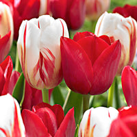20x Tulpen Mischung
