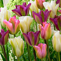 20x Tulpen Tulipa - Mischung 'Greenland' rosa-lila-weiβ
