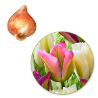 20x Tulpen Tulipa - Mischung 'Greenland' rosa-lila-weiβ