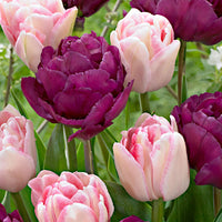 20x Gefüllte Tulpen