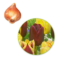 20x Tulpen Tulipa - Mischung 'Carribean Fantasy'