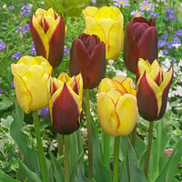 20x Tulpen Tulipa - Mischung 'Carribean Fantasy'