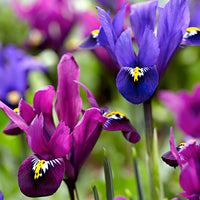 30x Zwergiris - Mischung 'Purple Rain' lila