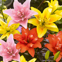 5x 0 Lilien Lilium - Mischung 'Ultimate Touch'