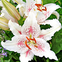 5x Lilien Lilium 'Muscadet' weiβ-rosa
