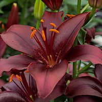 10x Lilien  Lilium 'Mapira' lila