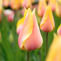 12x Tulpen 'Blushing Beauty' Gelb-Rosa