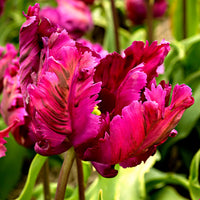 20x Tulpen Tulipa 'Negrita Parrot' lila