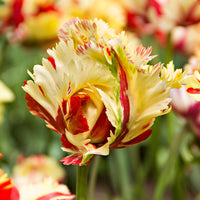 20x Tulpen Tulipa 'Texas Flame' gelb-rot