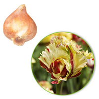 20x Tulpen Tulipa 'Texas Flame' gelb-rot