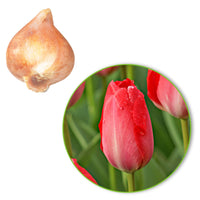 25x Tulpen Tulipa 'Van Eijk' rot