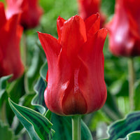20x Tulpen Tulipa 'Oriental Beauty' rot