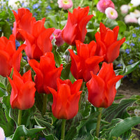 20x Tulpen Tulipa 'Oriental Beauty' rot