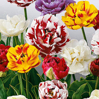 20x Gefüllte Tulpen
