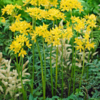 50x verschiedene Blumenzwiebeln im Jutebeutel Gelb