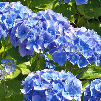 Bauernhortensie Hydrangea macrophylla Blau inkl. Weidenkorb - Winterhart