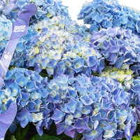 Bauernhortensie Hydrangea 'Blue Ballad' mit Weidenkorb - Winterhart