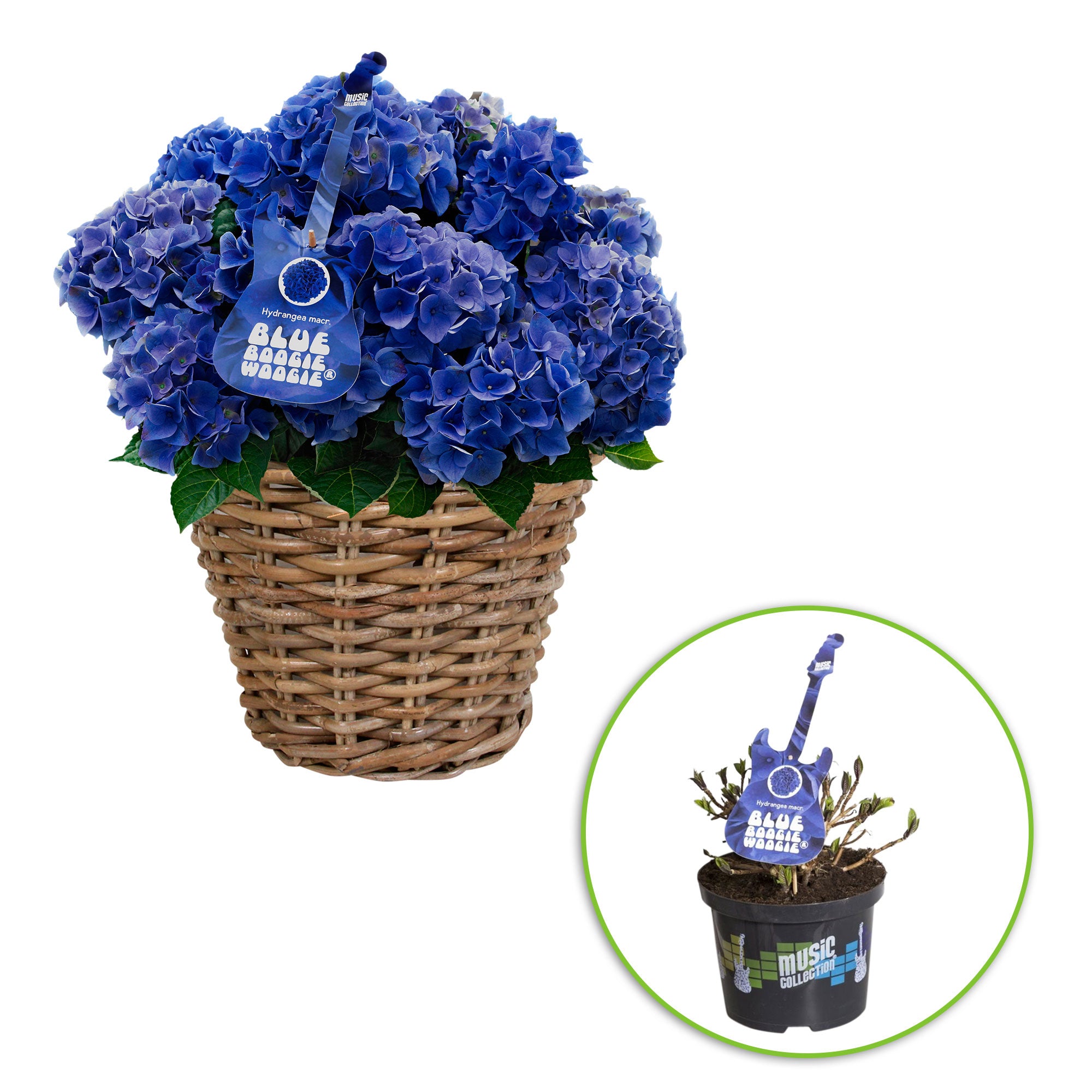 Kaufen Sie jetzt Zierstrauch Hortensie Hydrangea 'Boogie Woogie' blau