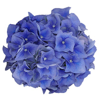 Hortensie Hydrangea 'Boogie Woogie' blau inkl. Weidenkorb - Winterhart