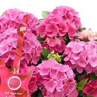 Bauernhortensie Hydrangea 'Pink Pop' Rosa - Winterhart inkl. Weidenkorb