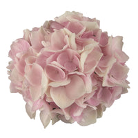 Bauernhortensie Hydrangea 'Soft Pink Salsa'® inkl. Weidenkorb - Winterhart