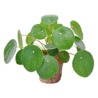 Pfannkuchenpflanze Pilea peperomioides inkl. Terracotta-Topf