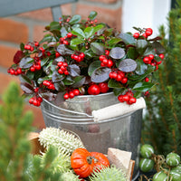 6x Niedere scheinbeere Gaultheria 'Big Berry' Rot inkl. Weidenkorb grau - Winterhart