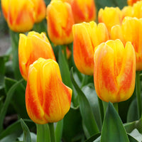 12x Tulpen Tulipa 'Ice Lolly' Gelb-Rot
