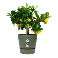 Elho Greenville-Blumentopf, rund, grün – Pflanzgefäß Outdoor