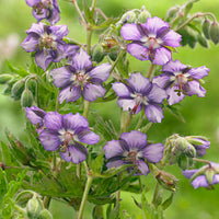 5x Winterharte Geranie 'Kora' violett-weiß – wurzelnackt - Winterhart