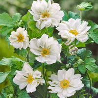 3x Anemone 'Whirlwind'' weiß – wurzelnackt - Winterhart