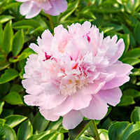 Pfingstrose Paeonia 'Eden's Parfume' rosa - Wurzelnackte Pflanzen - Winterhart