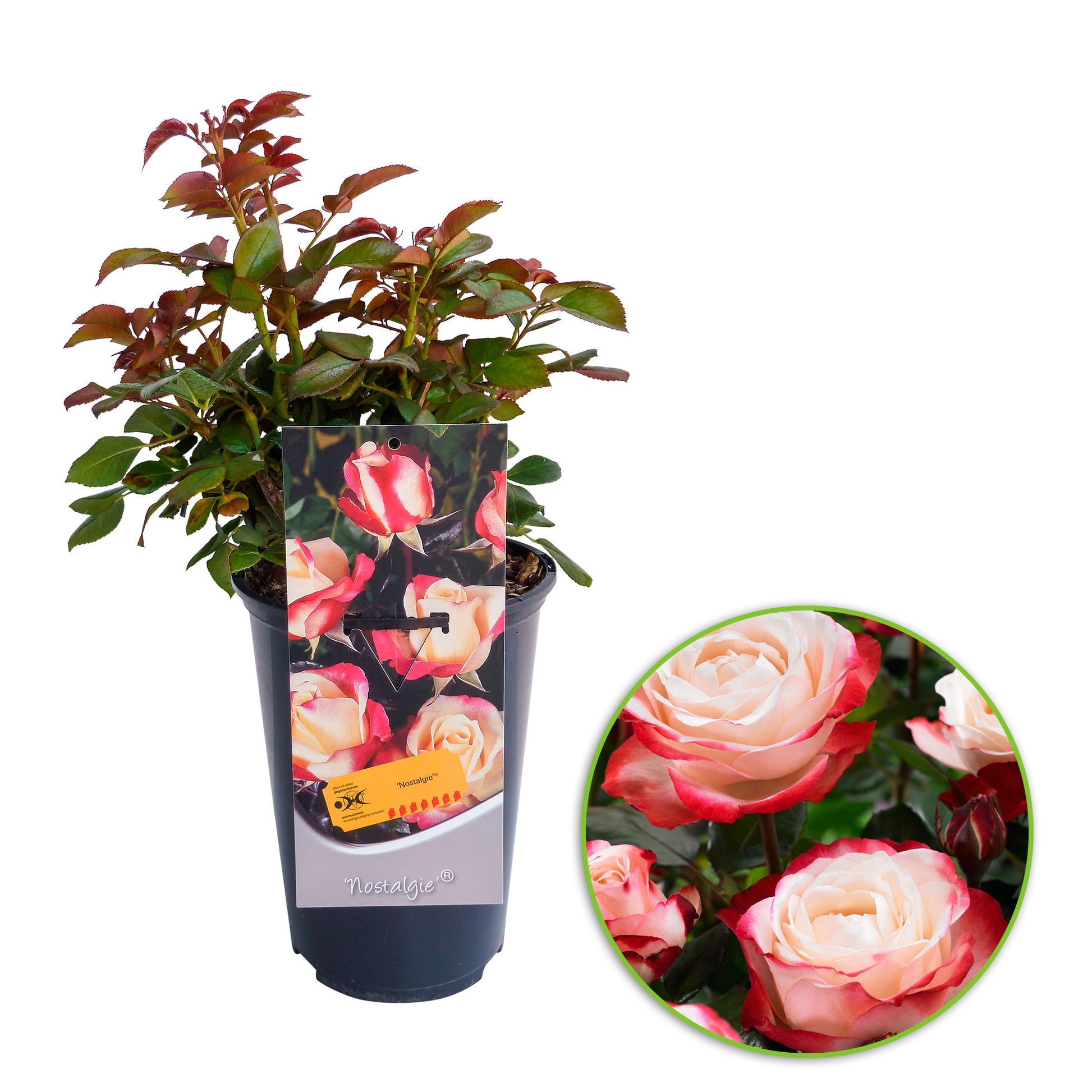 Rosa 'Nostalgie'® Großblütige Rose Creme-Rosa - Winterhart kaufen