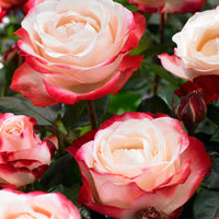 Rosa 'Nostalgie'® Großblütige Rose Creme-Rosa - Winterhart