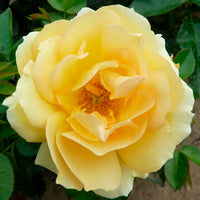 Großblütige Rose Rosa 'Hansestadt Rostock'®  Orange - Winterhart