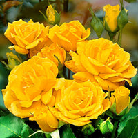 Großblütige Rose Rosa 'Friesia' gelb - Winterhart