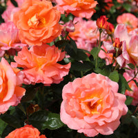 Großblütige Rose Rosa 'Augusta Luise'®  Orange-Rosa - Winterhart