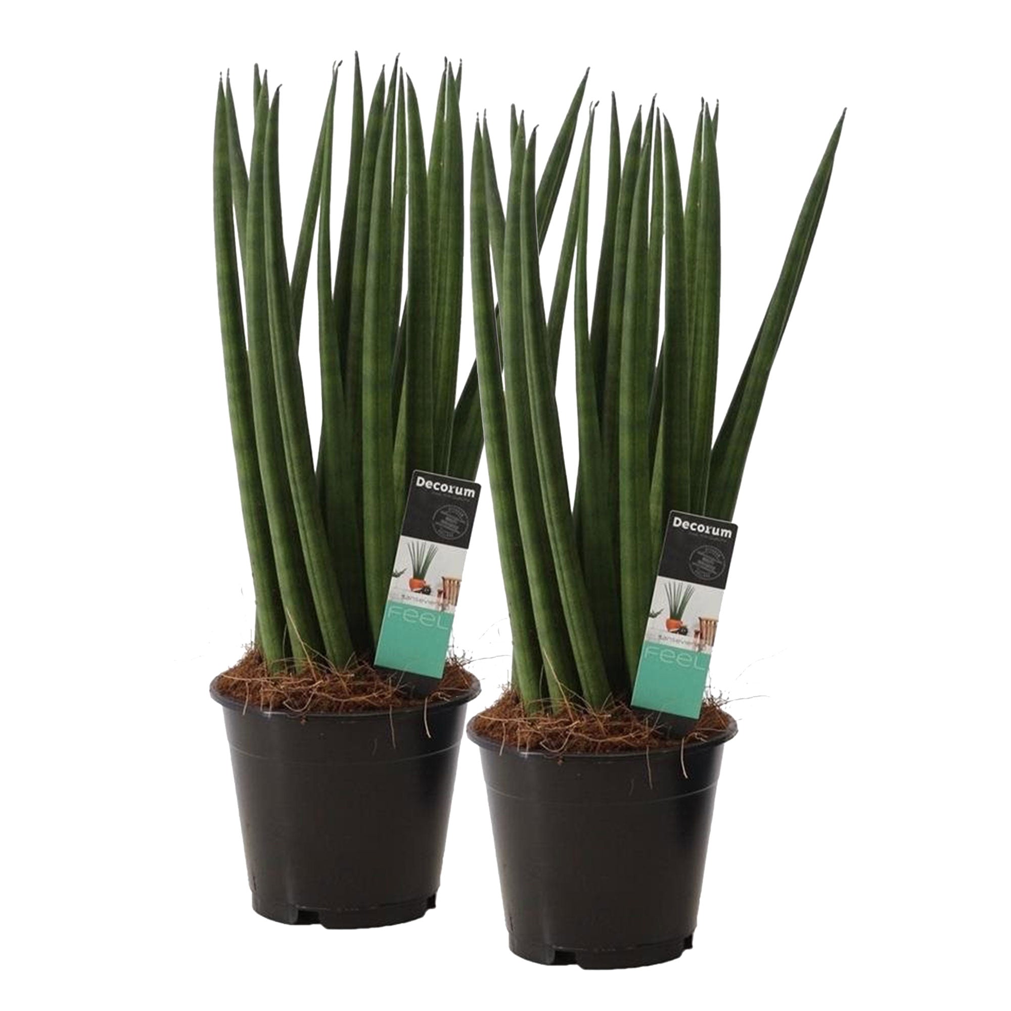 Kaufen Sie jetzt Zimmerpflanze 2x Bogenhanf Sansevieria 'Spaghetti'