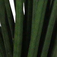2x Bogenhanf Sansevieria 'Spaghetti'
