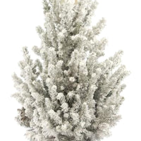 Picea glauca, grün-weiß mit Schnee inkl. Korb, cremefarben  - Mini Weihnachtsbaum
